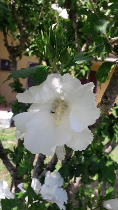 Casa Vacanze La Cicala ปอนเตรโมลิ ภายนอก รูปภาพ